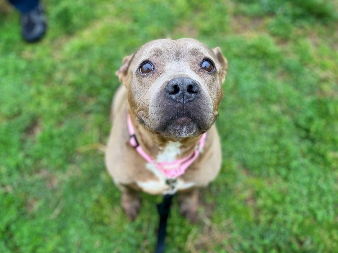 Sophia is about seven years old and currently receiving heartworm treatment at the Locke Community Medical Center. 
