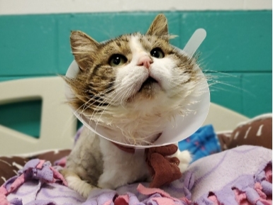 Ray is a 12-year-old cat who is available for adoption at the Fredericksburg SPCA. 