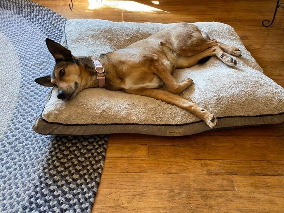As a senior dog, Foxy has found the perfect balance of when to play and when to relax on the couch. 