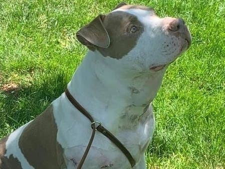 Someone fired six shots at a dog near the Manassas Park VRE station on Monday morning. The dog is recovering at an animal hospital, but the Manassas Park Police Department is looking to identify his owner. 