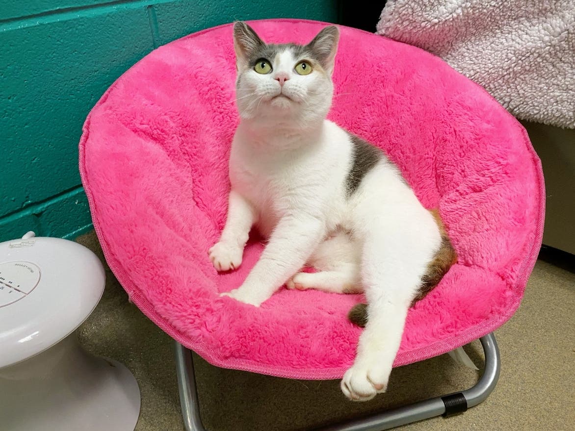 Janet, an adoptable cat at the Fredericksburg SPCA, has FIV, or Feline Immunodeficiency Virus. Still, Janet could happily live in a home with other cats. 