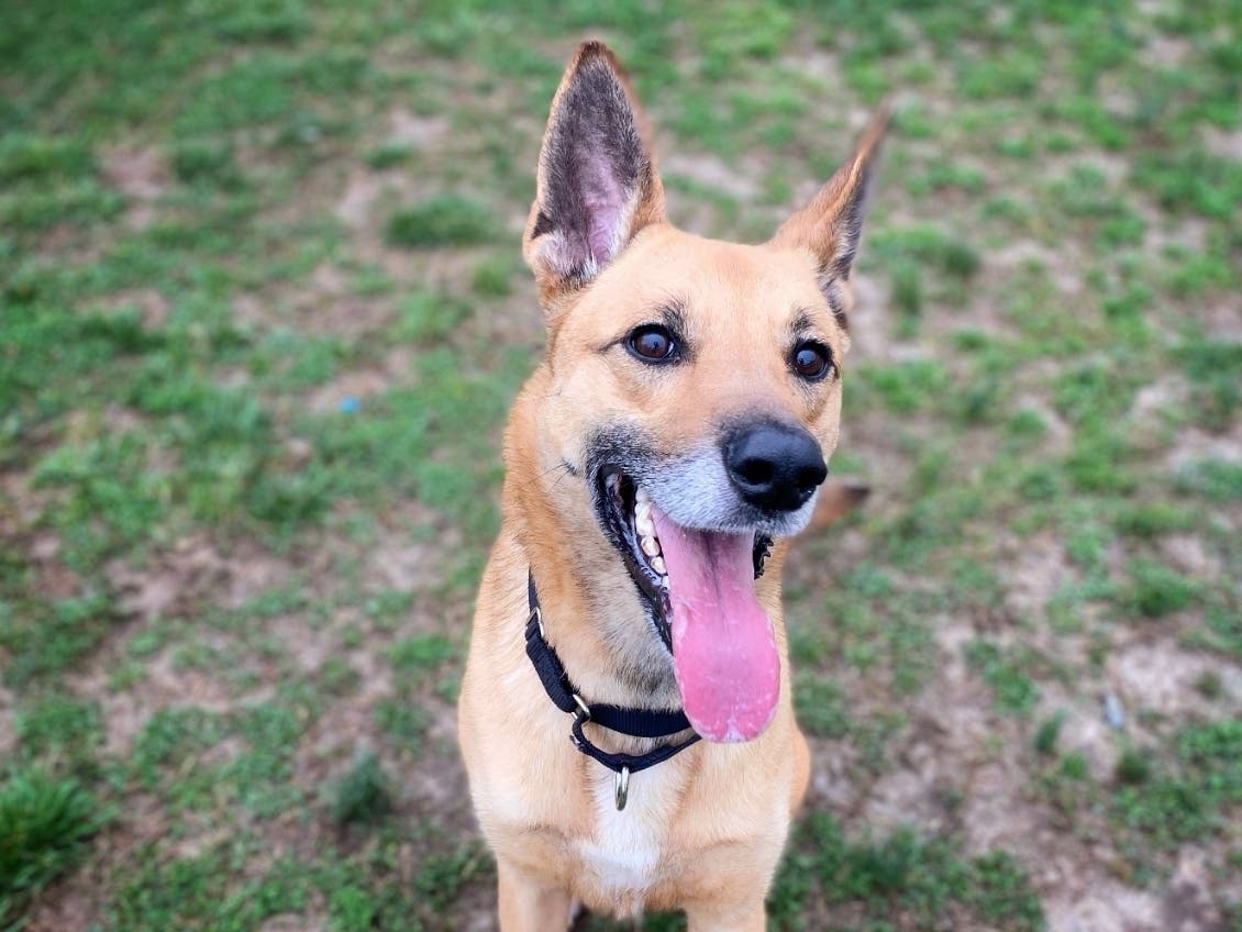 Jefferson, this handsome dog with the spectacular ears, is up for adoption now at the Fredericksburg SPCA on Courthouse Road. 