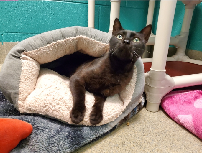 Sally is a cat who is just looking to chill. She is 1 year old, and has not exactly thrived in the shelter environment. She has done much better in a foster home where she gets to interact with other cats and receive the love and affection she deserves. 