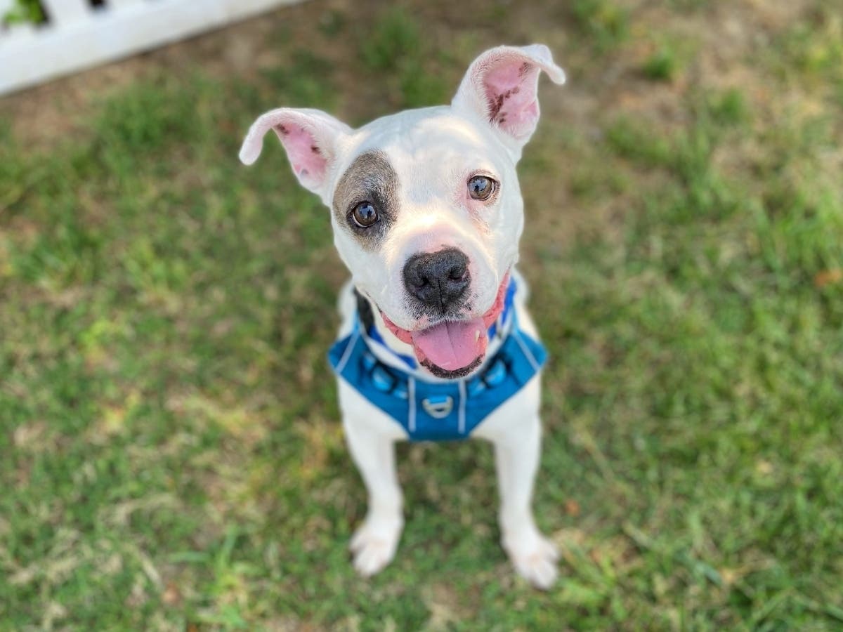 Though he may have the adorable face and boyish charm of a puppy, Hank Jr. is actually a distinguished 8 years old. He is good with other dogs and is now available for adoption from the Fredericksburg SPCA.