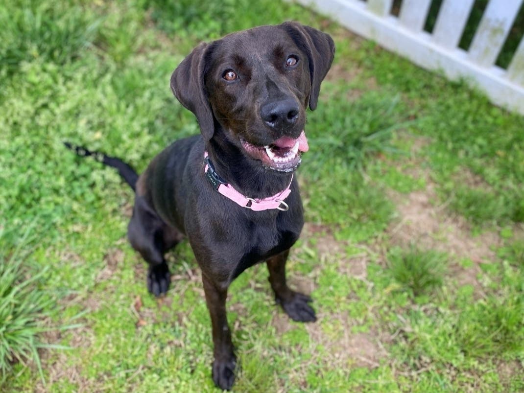 Emmy is a year and a half old, and she has plenty of love and energy to spare. Now, she just needs to find a family that will take her in forever. 