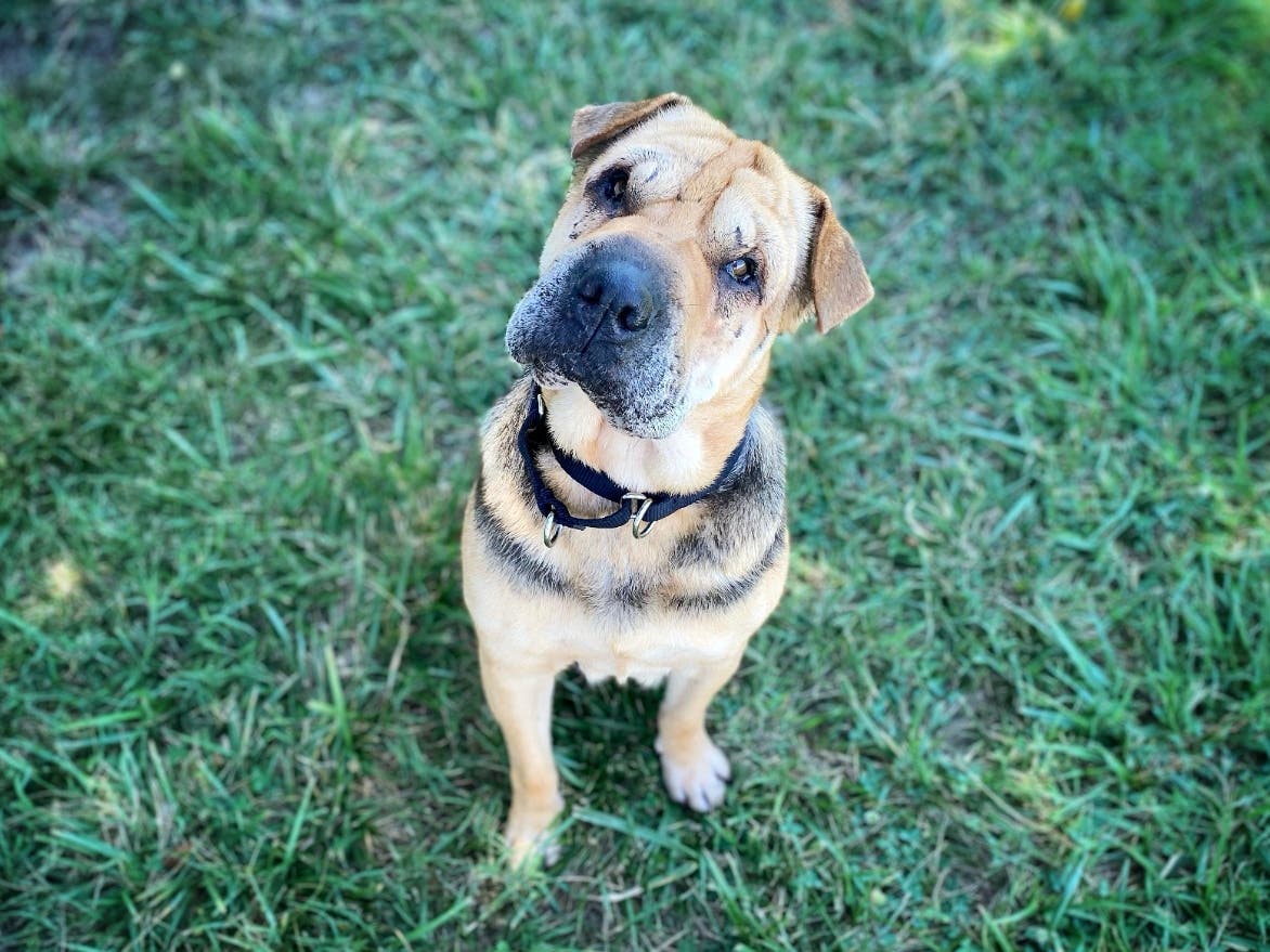 Cleo is six years old and full of love, the Fredericksburg SPCA said. She has scars from a previous injury, but that shouldn't scare anyone off. She loves to hang out on the couch, eat snacks, and snuggle into blankets.
