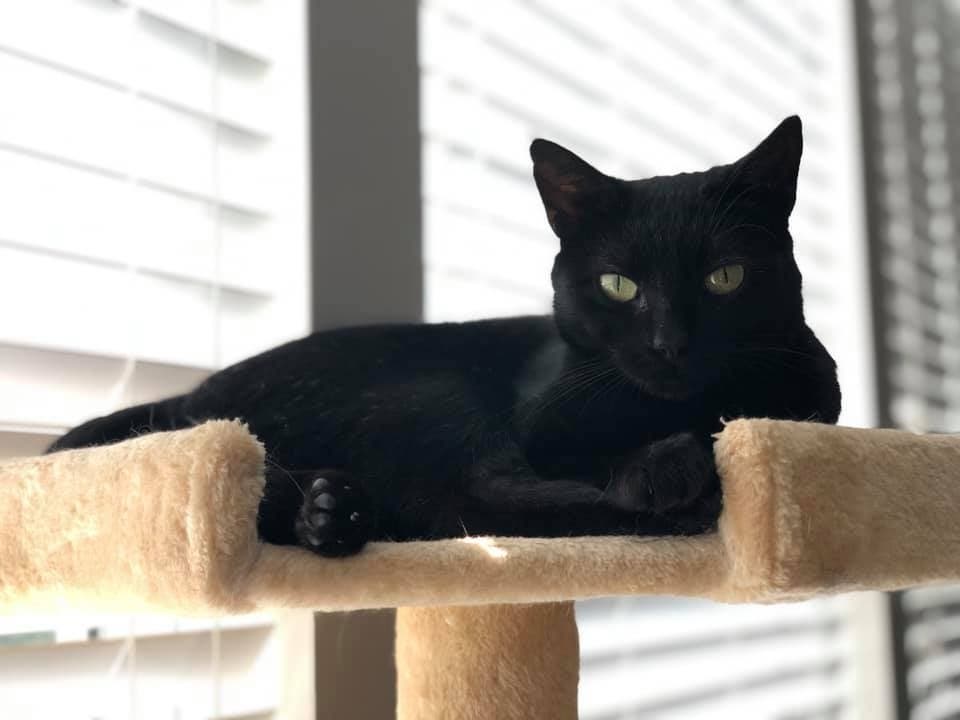 Sally is a 1-year-old cat available for adoption from the Fredericksburg SPCA. She has bonded to Lackawanna, a 5-month-old cat who is also adoptable. Anyone looking for a party of cats could also adopt Lackawanna's younger sister Gasport.