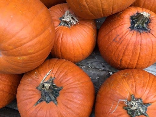  Pumpkin prices in Prince William County may vary, but recent numbers can give people an idea of how much to expect to pay before heading out to the fields and patches. 