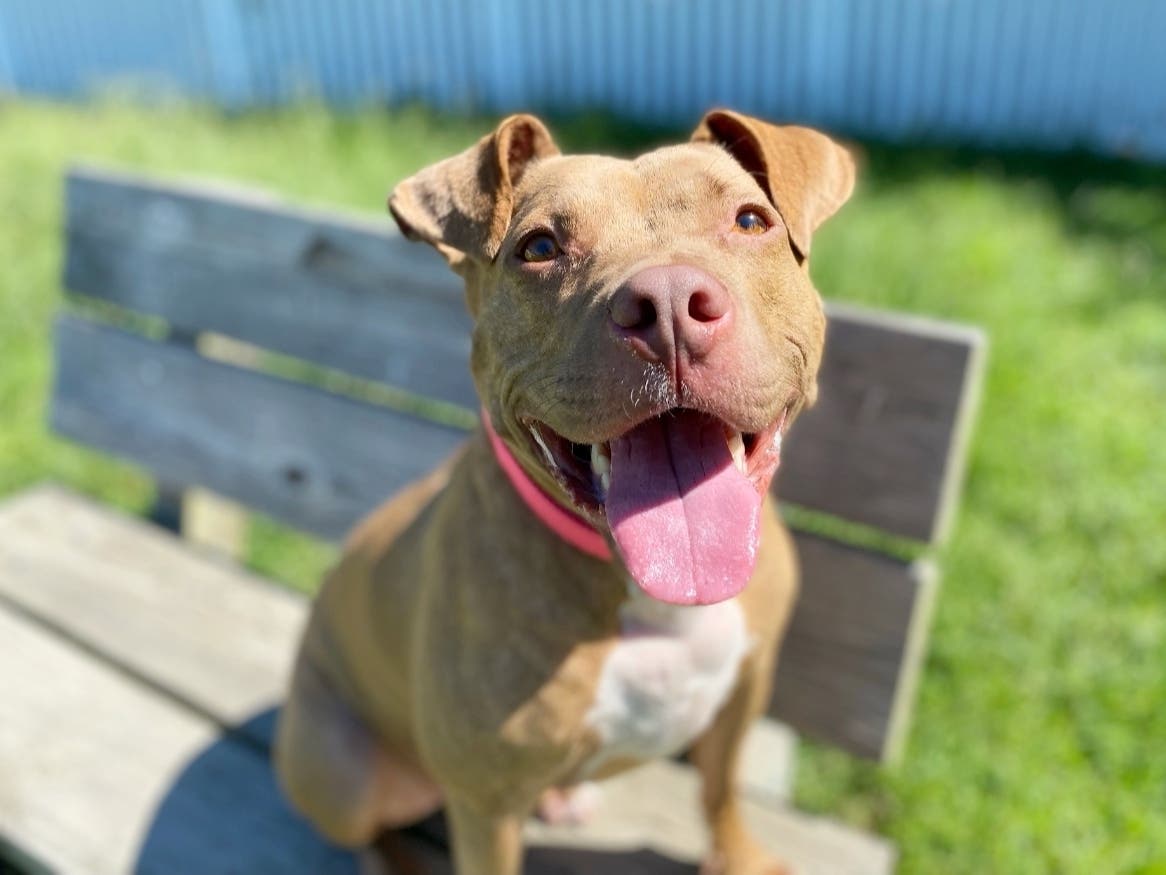 Chassis is a 2-year-old dog available for adoption at the Fredericksburg SPCA who loves people. She's down to go for a run or to hang out on the couch, as long as she gets to be with her people. 