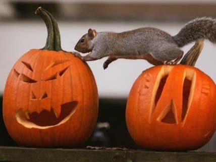 You've supported local pumpkin growers by visiting Manassas patches and fields this fall. From spreading seeds and pumpkin skins to building a “snack-o’-lantern,” here are some of the best ways to recycle your pumpkin for local wildlife.