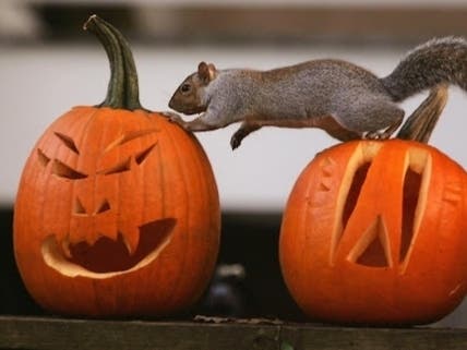 You're supporting local pumpkin growers by visiting Woodbridge patches and fields this fall. From spreading seeds and pumpkin skins to building a “snack-o’-lantern,” here are some of the best ways to recycle your pumpkin for local wildlife.