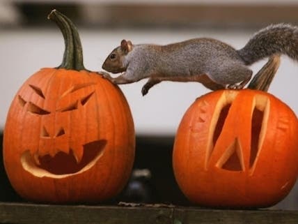 You've supported local pumpkin growers by visiting Fredericksburg patches and fields this fall. From spreading seeds and pumpkin skins to building a “snack-o’-lantern,” here are some of the best ways to recycle your pumpkin for local wildlife.