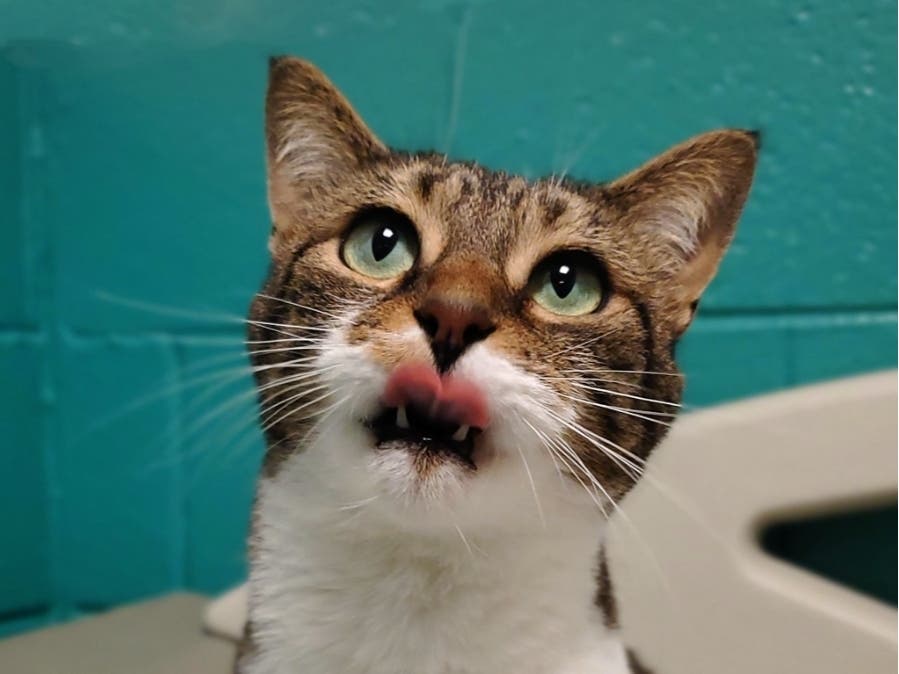 Rescue Me: Pixie The Cat Will Wow You With Gorgeous Green Eyes ...