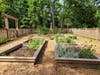 Camp Grow garden planted and maintained by campers.
