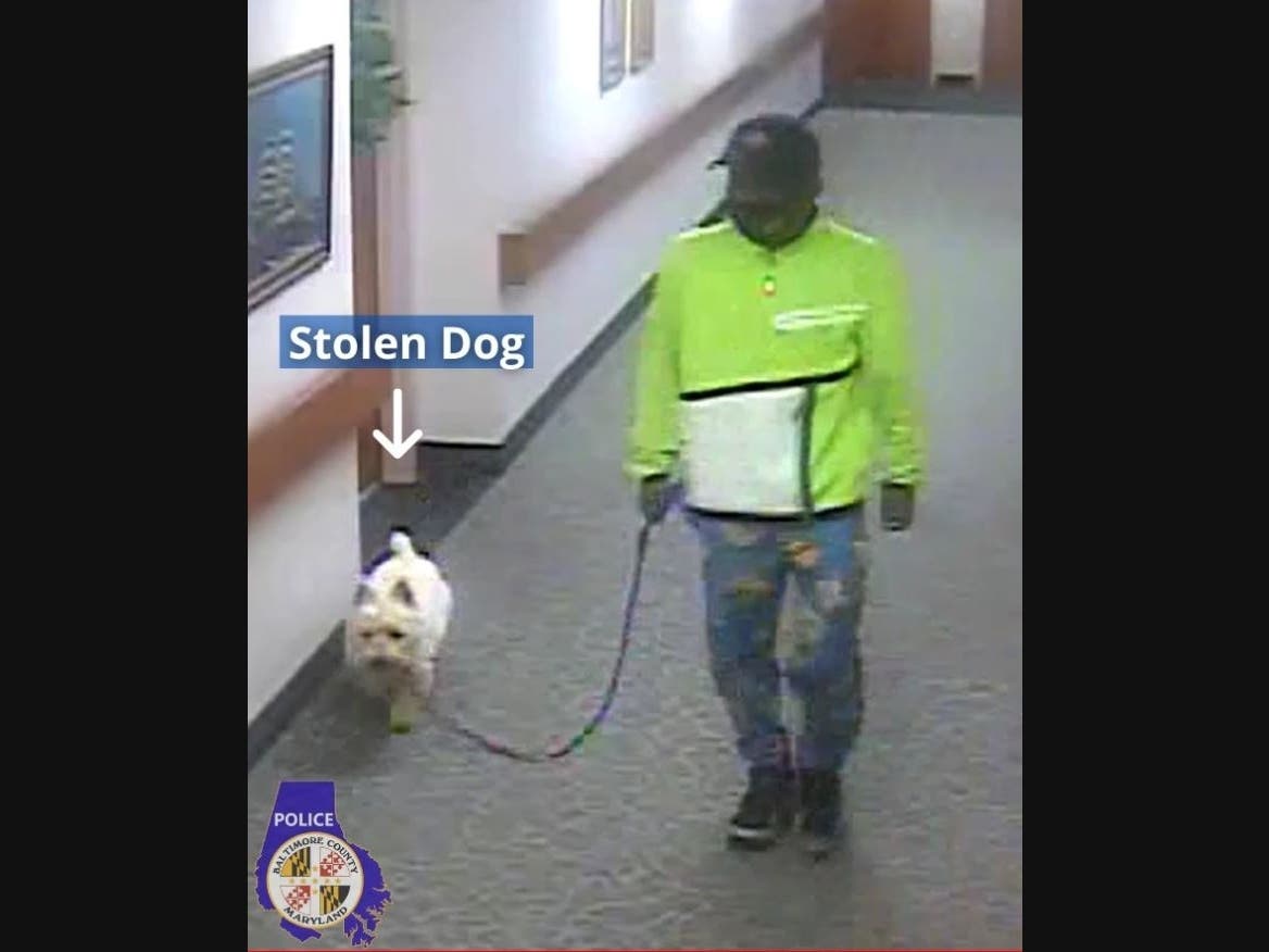 The Baltimore County Police Department is looking for information about this man, who is believed to be connected to the theft of this dog last month in the Towson area. 