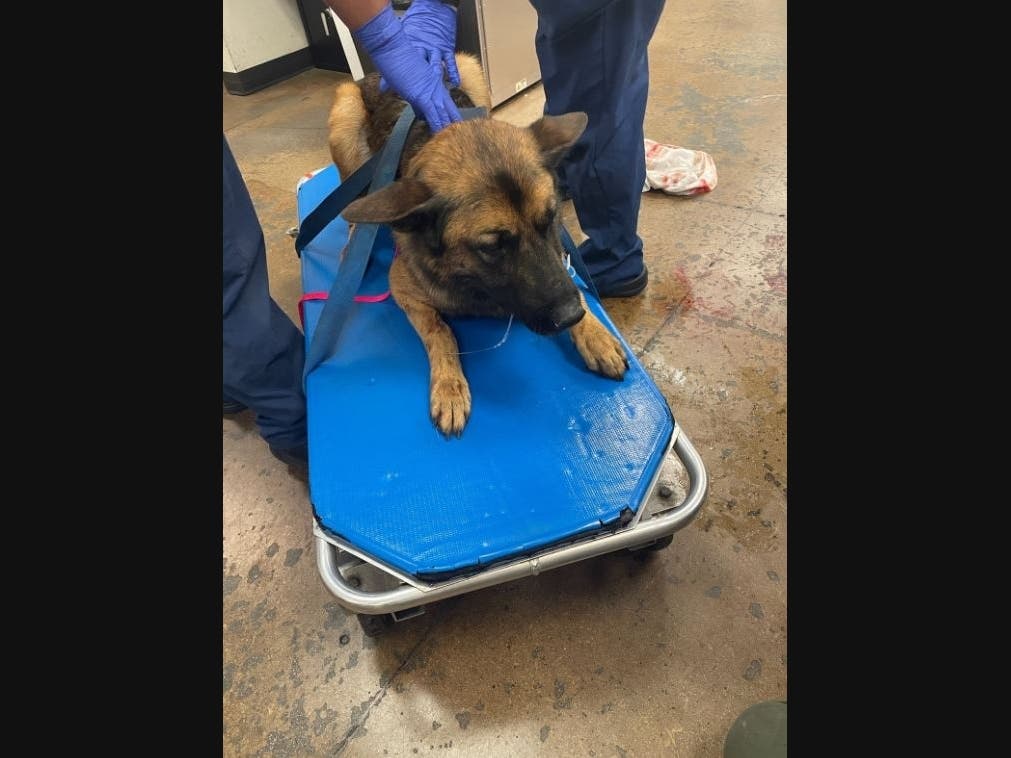 Cezar being wheeled into surgery Monday, where the K-9 had bullet fragments removed from his leg. Police said Cezar likely kept an armed suspect from getting away and possibly hurting others. The dog is expected to make a full recovery. 