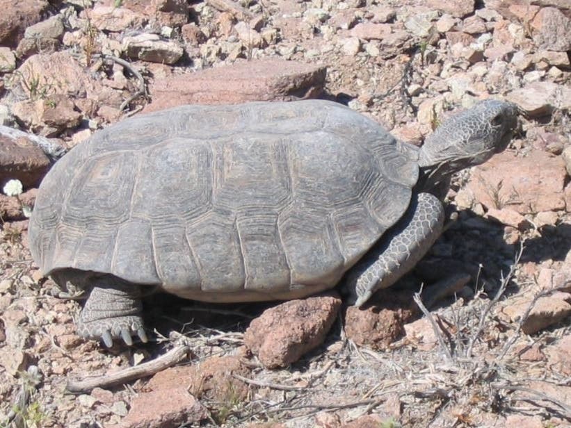 The desert tortoise lives in a variety of habitats from sandy flats to rocky foothills, including alluvial fans, washes and canyons.