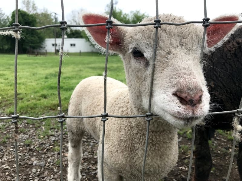 Animal-lovers can visit animals in-person or enjoy them virtually.