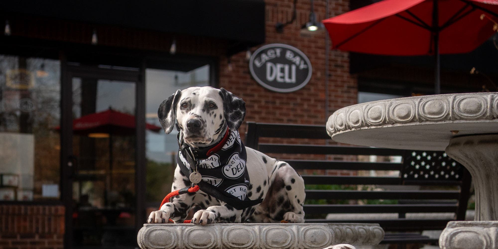 Pet Therapy & Craft Kids' Night! - Foxbank