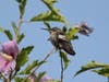 A hummingbird near Blossom Hill Park in Los Gatos. 