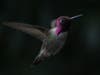 A hummingbird near Blossom Hill Park in Los Gatos. 