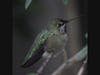 A hummingbird near Blossom Hill Park in Los Gatos.