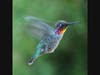 A hummingbird near Blossom Hill Park in Los Gatos. 