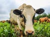 Hunterdon County's "579 Trail" offers farm tours, interaction with farm animals, and the chance to pick their own fruits and vegetables to bring home.