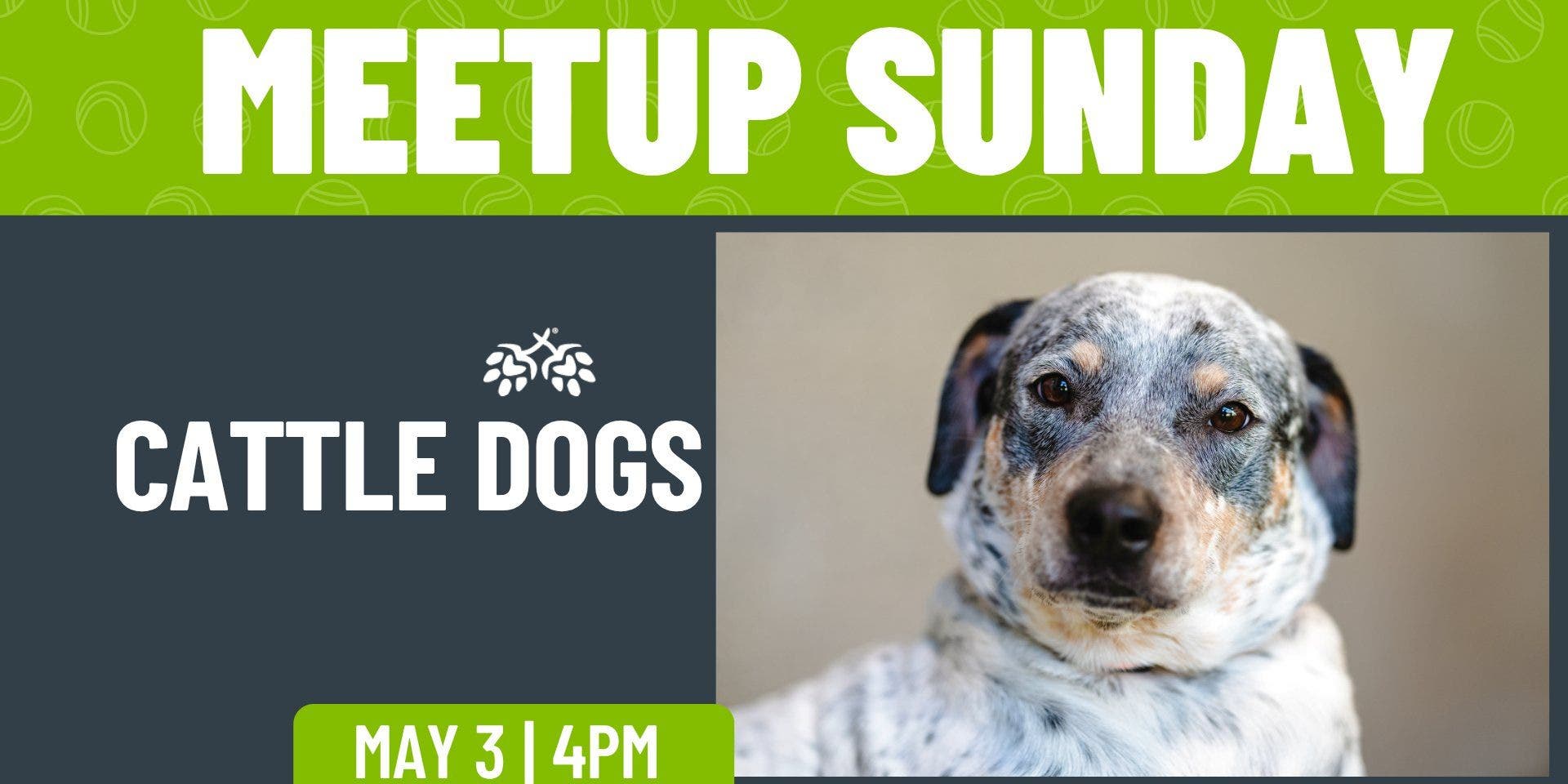 Cattle Dog Meetup