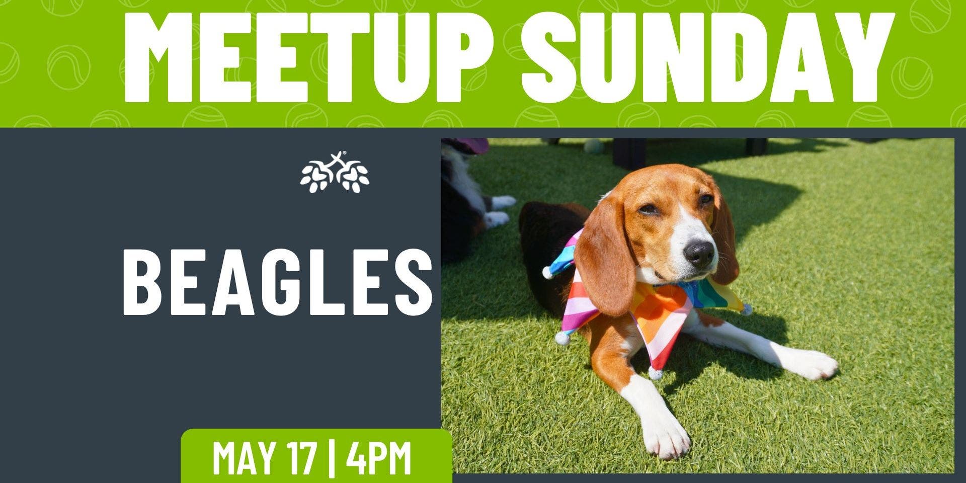 Beagle Meetup