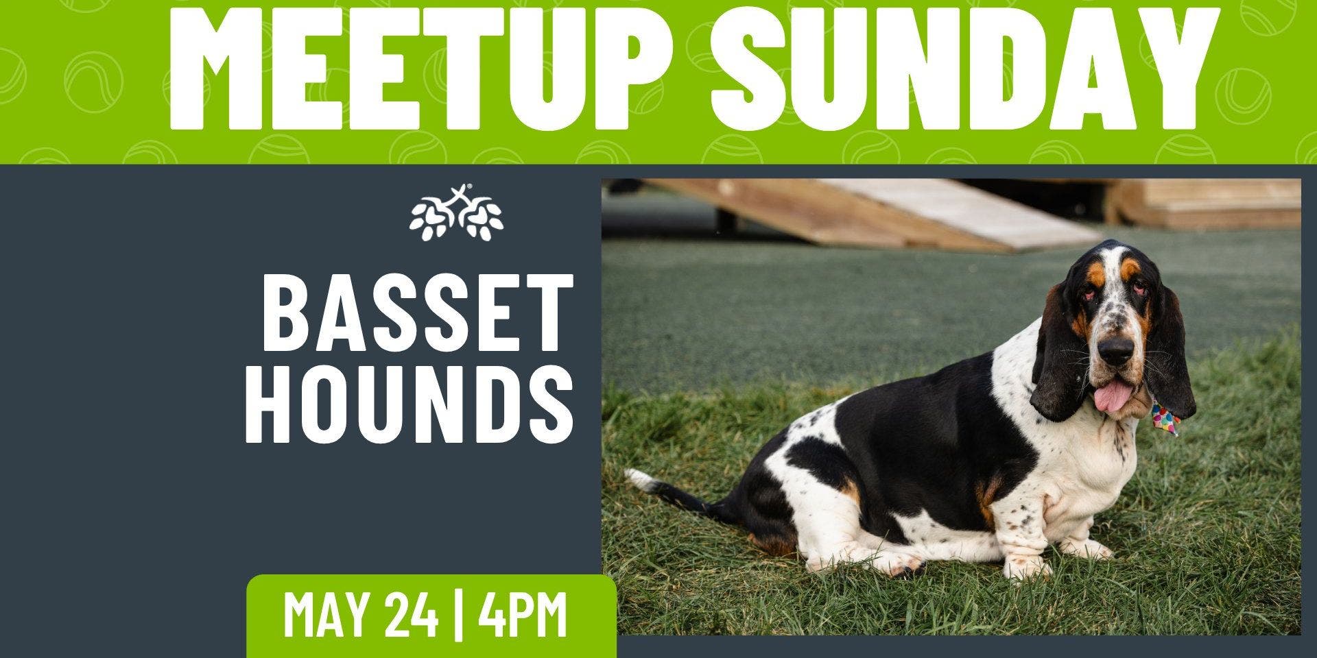 Basset Hound Meetup