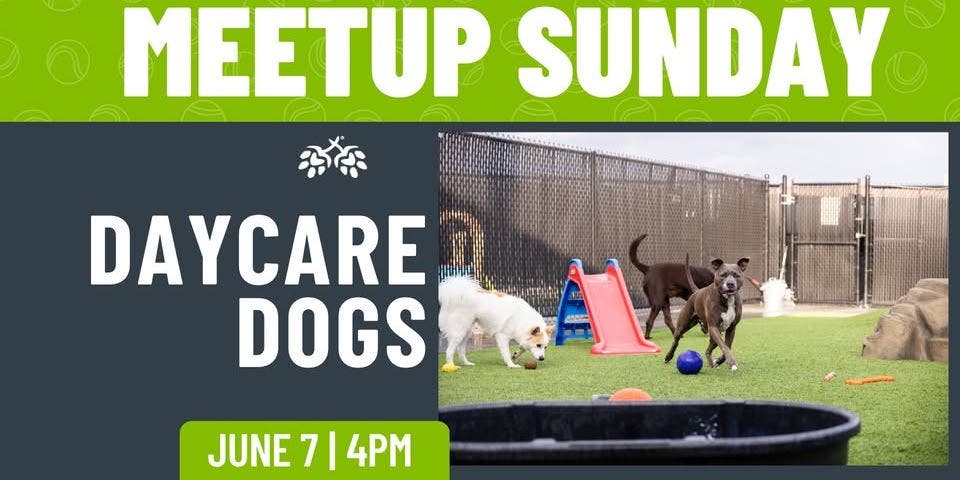 Daycare Dog Meetup