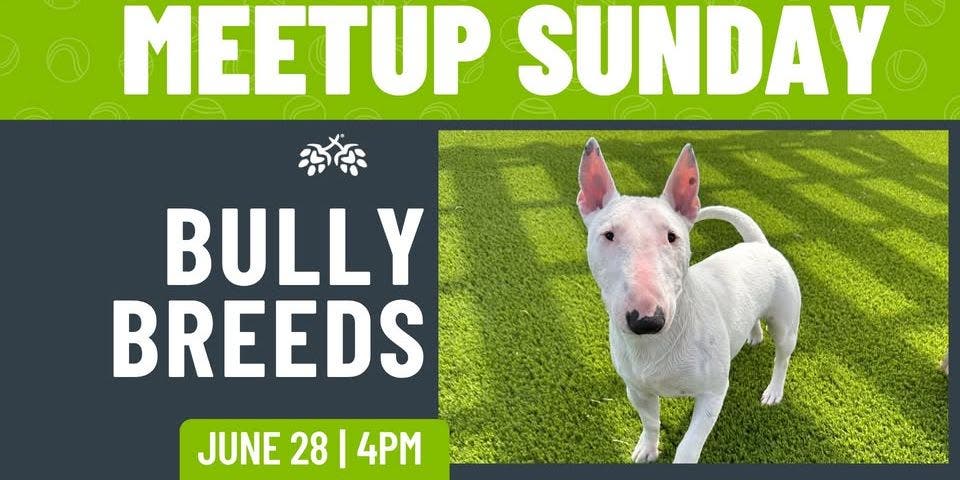 Bully Breed Meetup
