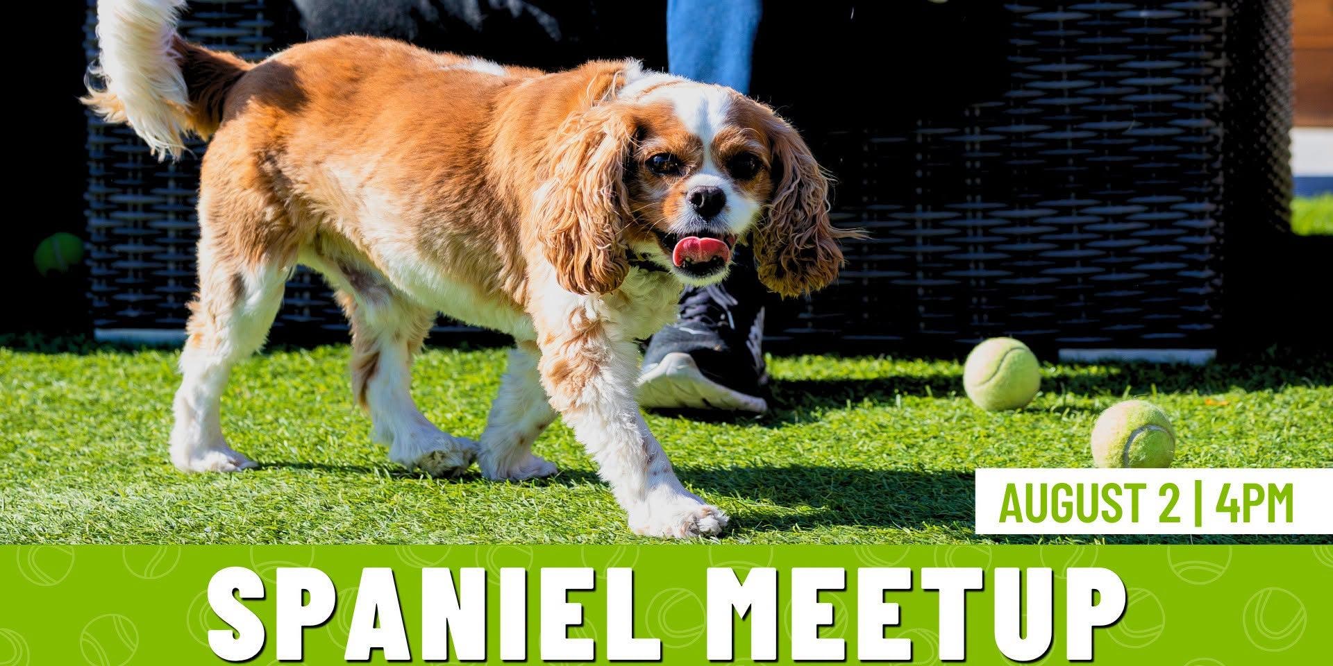 Spaniel Meetup