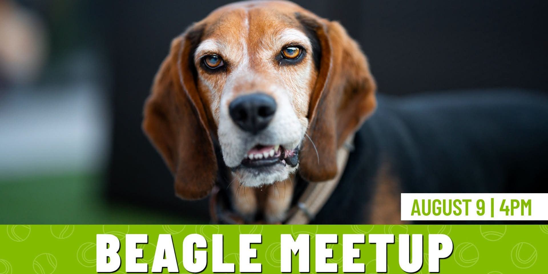 Beagle Meetup