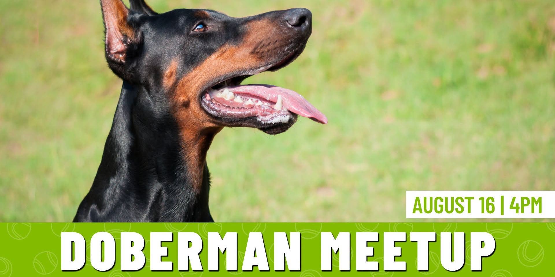 Doberman Meetup