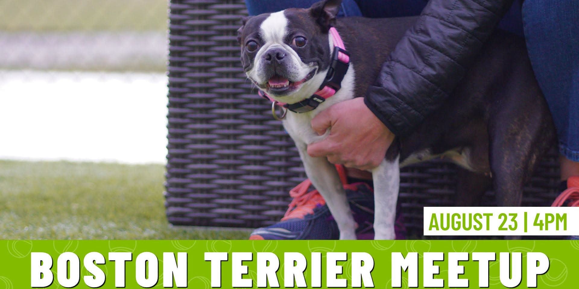 Boston Terrier Meetup