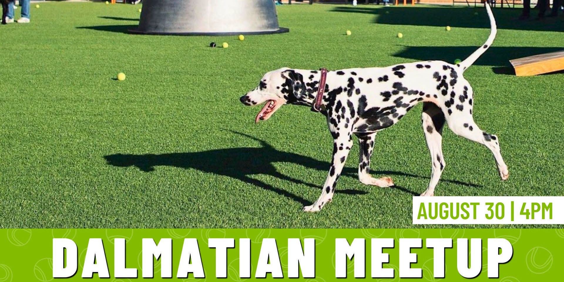 Dalmatian Meetup