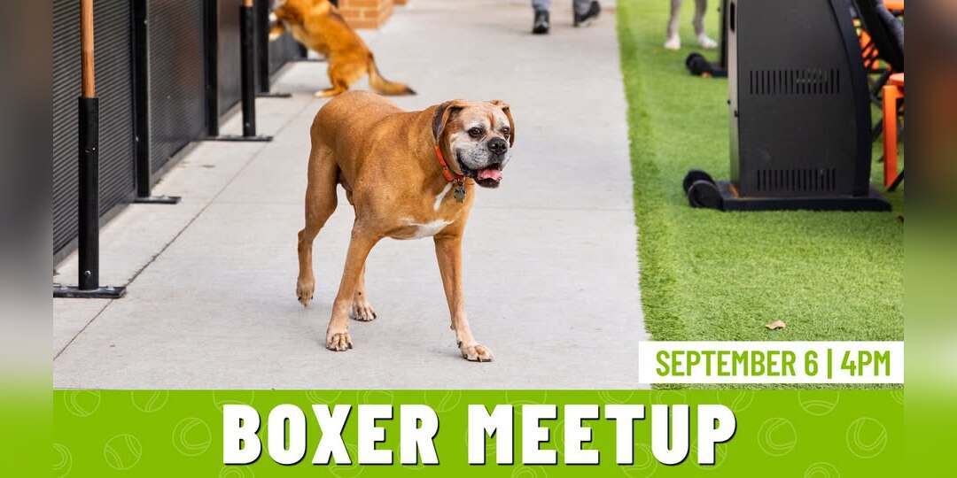 Boxer Meetup