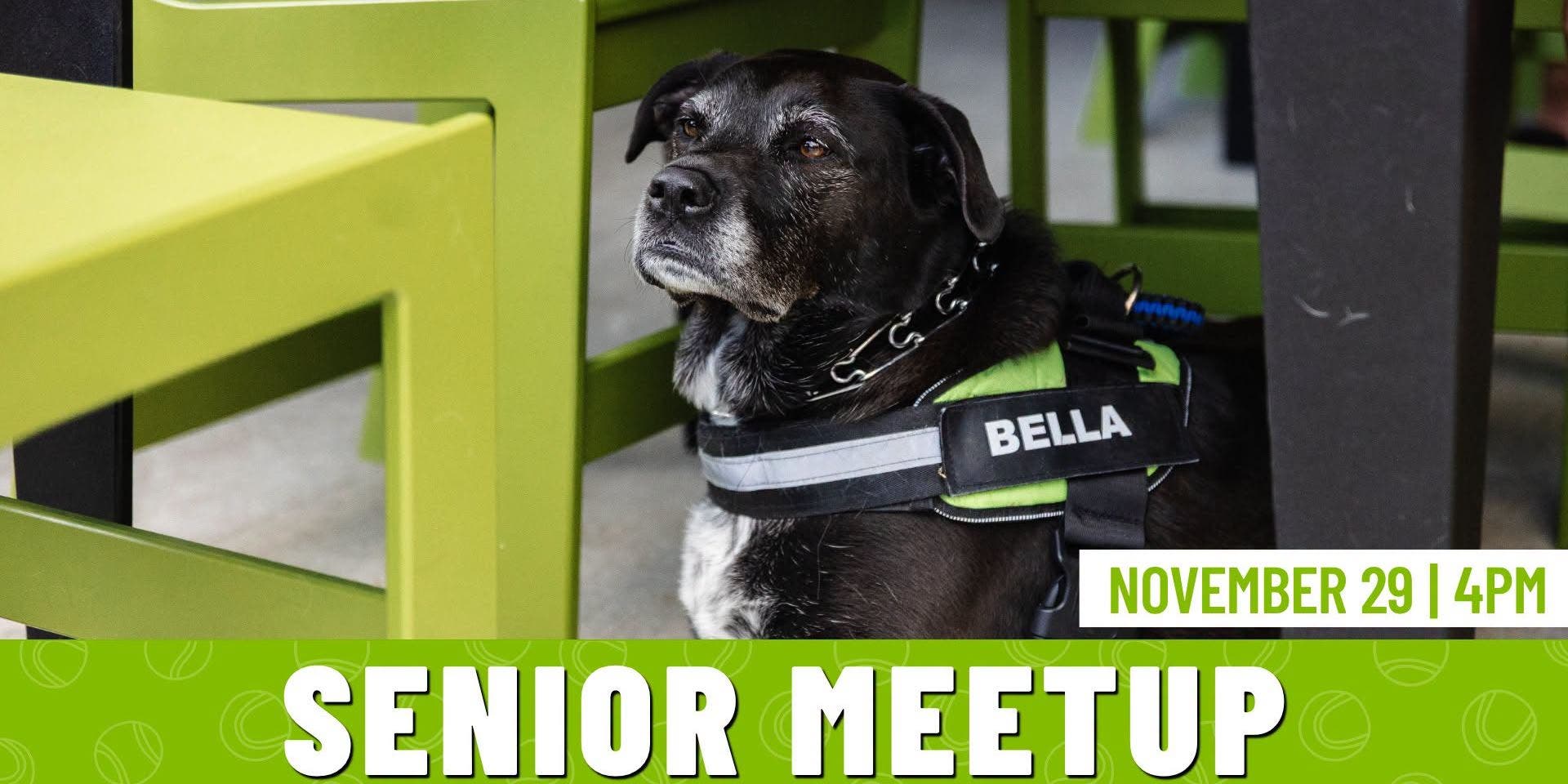 Senior Dogs Meetup
