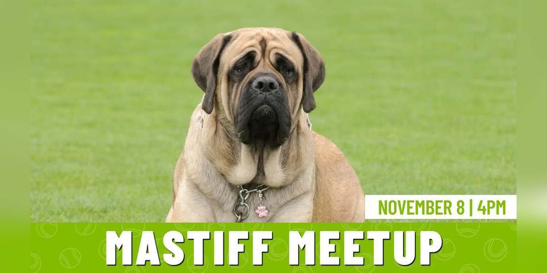Mastiff Meetup