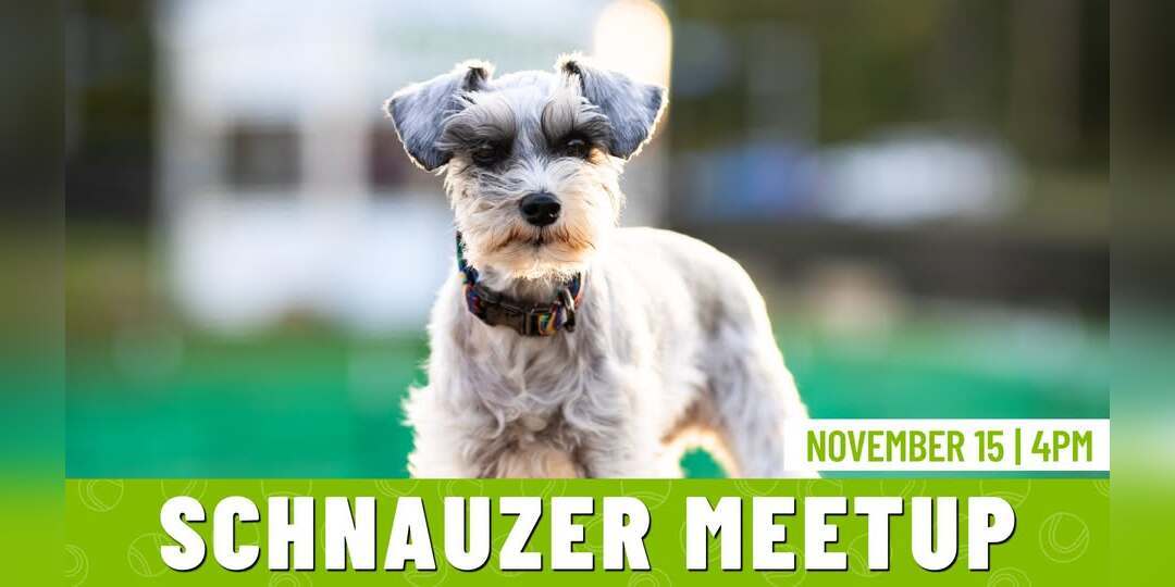 Schnauzer Meetup