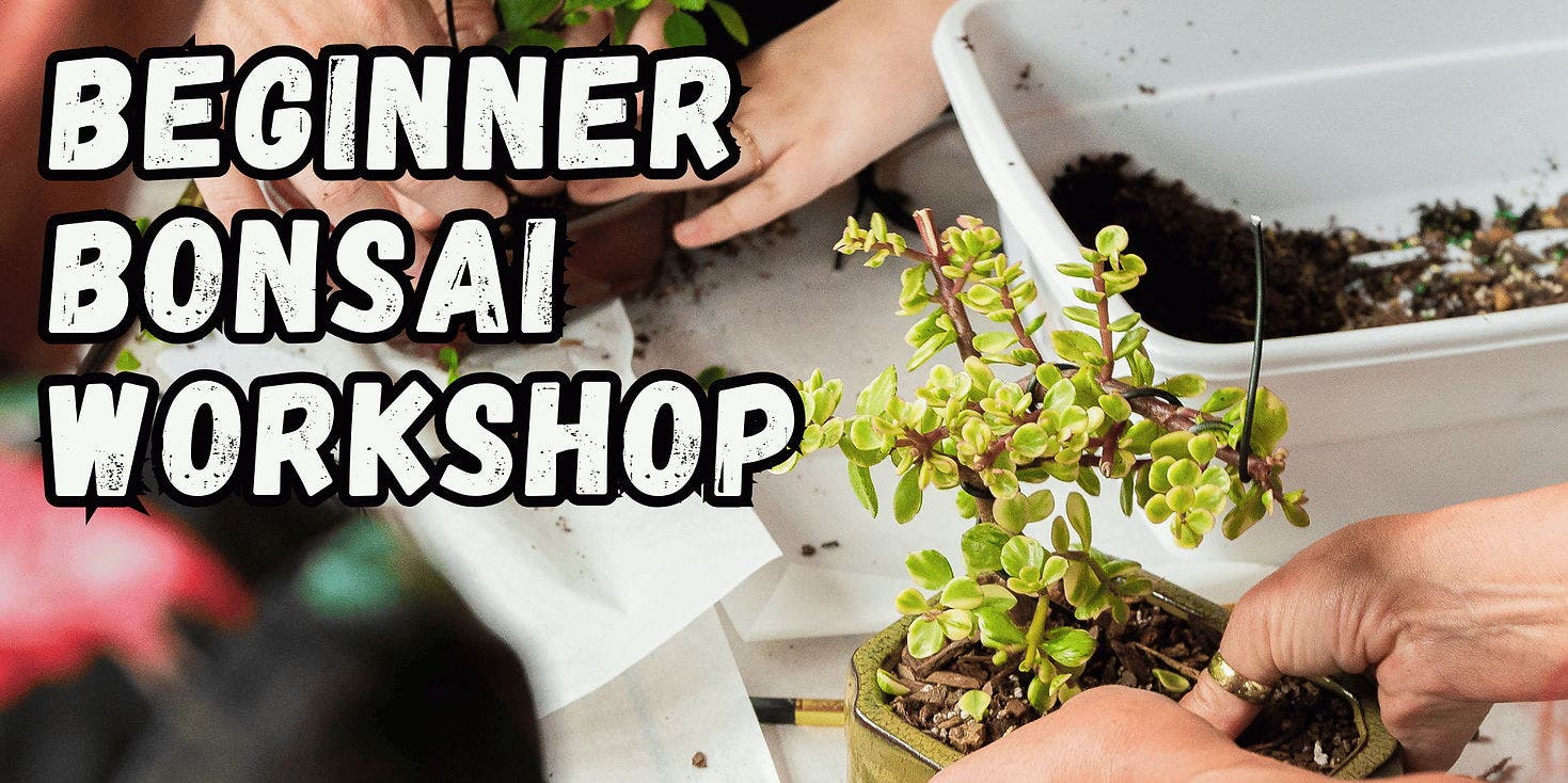 Beginner Bonsai Workshop - Jun 28, 2025