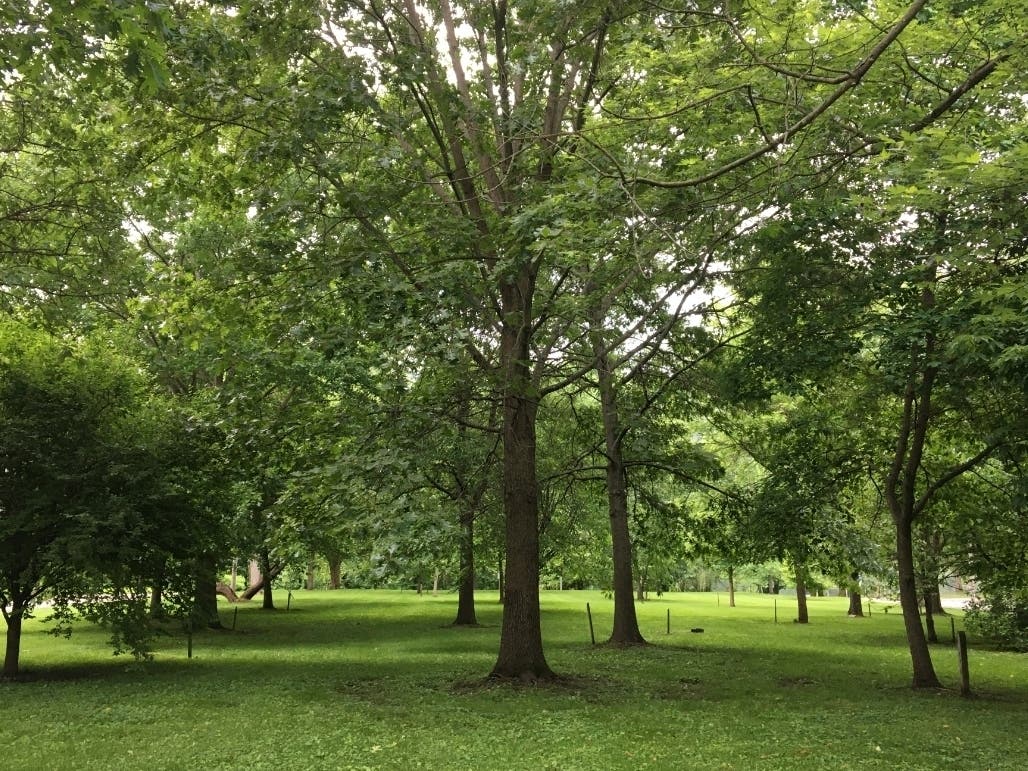 An image of Marietta City-owned trees at the Sacra Via Park.