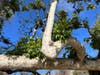 Branches of old Sycamore
