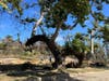 200 Year-old Sycamore in Pacific Palisades Survives January 2025 Fire