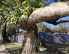 Trunk of old Sycamore