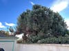 Pine Tree Before Being Cut Down
