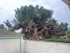 Pine Tree Being Cut Down