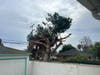 Pine Tree Almost Completely Cut Down